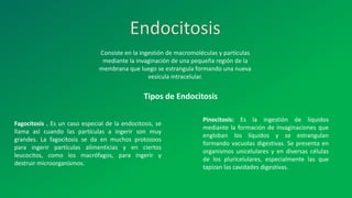 Endocitosis
Consiste en la ingestión de macromoléculas y partículas
mediante la invaginación de una pequeña región de la
membrana que luego se estrangula formando una nueva
vesícula intracelular.
Fagocitosis . Es un caso especial de la endocitosis, se
llama así cuando las partículas a ingerir son muy
grandes. La fagocitosis se da en muchos protozoos
para ingerir partículas alimenticias y en ciertos
leucocitos, como los macrófagos, para ingerir y
destruir microorganismos.
Pinocitosis: Es la ingestión de líquidos
mediante la formación de invaginaciones que
engloban los líquidos y se estrangulan
formando vacuolas digestivas. Se presenta en
organismos unicelulares y en diversas células
de los pluricelulares, especialmente las que
tapizan las cavidades digestivas.
Tipos de Endocitosis
 