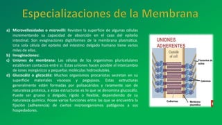 a) Microvellosidades o microvilli: Revisten la superficie de algunas células
incrementando su capacidad de absorción en el caso del epitelio
intestinal. Son evaginaciones digitiformes de la membrana plasmática.
Una sola célula del epitelio del intestino delgado humano tiene varios
miles de ellas.
b) Invaginaciones:
c) Uniones de membrana: Las células de los organismos pluricelulares
establecen contactos entre si. Estas uniones hacen posible el intercambio
de iones inorgánicos y pequeñas moléculas hidrosolubles.
d) Glucocáliz o glicocáliz: Muchos organismos procariotas secretan en su
superficie materiales viscosos y pegajosos. Estas estructuras
generalmente están formadas por polisacáridos y raramente son de
naturaleza proteica, a estas estructuras es lo que se denomina glucocáliz.
Puede ser grueso o delgado, rígido o flexible, dependiendo de su
naturaleza química. Posee varias funciones entre las que se encuentra la
fijación (adherencia) de ciertos microorganismos patógenos a sus
hospedadores.
 