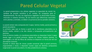 La pared proporciona a las células vegetales la capacidad de resistir los
cambios de presión osmótica y, en cambio, las incapacita para el
desplazamiento. Por eso, los organismos vegetales no desarrollan huesos,
músculos ni sistema nervioso, de tal manera que diferencias esenciales
entre plantas y animales, se deben a la presencia de las paredes celulares.
La pared celular esta compuesta de 3 capas: lamina media, pared primaria y
pared secundaria:
La primera capa que se forma a partir de la membrana plasmática es la
lámina media, común a las dos células y compuesta principalmente por
pectinas.
Entre la lámina media y la membrana plasmática se depositan hasta 3 capas
dando lugar a la pared primaria. Aparee en células todavía jóvenes. Es
semirrígida y en ella las fibras de celulosa se disponen en forma de red con
abundante cemento.
Cuando la célula deja de crecer, puede conservar sólo la pared primaria,
engrosándola a veces, o depositar nuevas capas de distintos compuestos
originando la pared secundaria. En ellas predomina la celulosa.
 