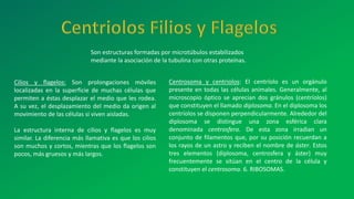 Son estructuras formadas por microtúbulos estabilizados
mediante la asociación de la tubulina con otras proteínas.
Cilios y flagelos: Son prolongaciones móviles
localizadas en la superficie de muchas células que
permiten a éstas desplazar el medio que les rodea.
A su vez, el desplazamiento del medio da origen al
movimiento de las células si viven aisladas.
La estructura interna de cilios y flagelos es muy
similar. La diferencia más llamativa es que los cilios
son muchos y cortos, mientras que los flagelos son
pocos, más gruesos y más largos.
Centrosoma y centriolos: El centríolo es un orgánulo
presente en todas las células animales. Generalmente, al
microscopio óptico se aprecian dos gránulos (centríolos)
que constituyen el llamado diplosoma. En el diplosoma los
centríolos se disponen perpendicularmente. Alrededor del
diplosoma se distingue una zona esférica clara
denominada centrosfera. De esta zona irradian un
conjunto de filamentos que, por su posición recuerdan a
los rayos de un astro y reciben el nombre de áster. Estos
tres elementos (diplosoma, centrosfera y áster) muy
frecuentemente se sitúan en el centro de la célula y
constituyen el centrosoma. 6. RIBOSOMAS.
 