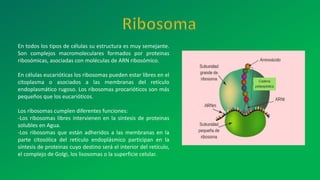En todos los tipos de células su estructura es muy semejante.
Son complejos macromoleculares formados por proteinas
ribosómicas, asociadas con moléculas de ARN ribosómico.
En células eucarióticas los ribosomas pueden estar libres en el
citoplasma o asociados a las membranas del retículo
endoplasmático rugoso. Los ribosomas procarióticos son más
pequeños que los eucarióticos.
Los ribosomas cumplen diferentes funciones:
-Los ribosomas libres intervienen en la síntesis de proteinas
solubles en Agua.
-Los ribosomas que están adheridos a las membranas en la
parte citosólica del retículo endoplásmico participan en la
síntesis de proteinas cuyo destino será el interior del retículo,
el complejo de Golgi, los lisosomas o la superficie celular.
 
