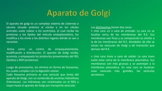 El aparato de golgi es un complejo sistema de cisternas o
sáculos situado próximo al núcleo y en las células
animales suele rodear a los centriolos, el cual recibe las
proteinas y los lípidos del retículo endoplasmático, los
modifica y los envía a los distintos lugares dónde se van a
necesitar.
Actúa como un centro de empaquetamiento,
modificación y distribución. El aparato de Golgi recibe,
acumula, y empaqueta los productos provenientes del REL
(lípidos) y RER (proteínas).
Luego de procesarlos, los elimina en forma de lisosomas,
los cuales cumplen con la digestión celular.
Cada lisosoma primario es una vesícula que brota del
aparato de Golgi, con un contenido de enzimas hidrolíticas
(hidrolasas). Las hidrolasas son sintetizadas en el REG y
viajan hasta el aparato de Golgi por transporte vesicular.
Los dictiosomas tienen dos caras:
• Una cara cis o cara de entrada: La cara cis se
localiza cerca de las membranas del R.E. Sus
membranas son finas y su composición es similar a
la de las membranas del R.E. Alrededor de ella se
sitúan las vesículas de Golgi o de transición que
derivan del R.E.
• Una cara trans o cara de salida: La cara trans
suele estar cerca de la membrana plasmática. Sus
membranas son más gruesas y se asemejan a la
membrana plasmática. En esta cara se localizan
unas vesículas más grandes, las vesículas
secretoras.
 