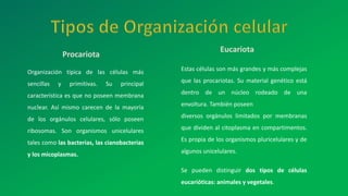 Eucariota
Procariota
Organización típica de las células más
sencillas y primitivas. Su principal
característica es que no poseen membrana
nuclear. Así mismo carecen de la mayoría
de los orgánulos celulares, sólo poseen
ribosomas. Son organismos unicelulares
tales como las bacterias, las cianobacterias
y los micoplasmas.
Estas células son más grandes y más complejas
que las procariotas. Su material genético está
dentro de un núcleo rodeado de una
envoltura. También poseen
diversos orgánulos limitados por membranas
que dividen al citoplasma en compartimentos.
Es propia de los organismos pluricelulares y de
algunos unicelulares.
Se pueden distinguir dos tipos de células
eucarióticas: animales y vegetales.
 