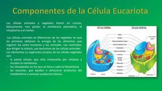 Las células animales y vegetales tienen en común,
básicamente, tres partes: la membrana plasmática, el
citoplasma y el núcleo.
Las células animales se diferencian de las vegetales en que
las primeras obtienen la energía de los alimentos que
ingieren los seres humanos y los animales. Los centriolos,
que dirigen la mitosis, son exclusivos de las células animales.
Los elementos (u orgánulos) propios de las células vegetales
son:
- la pared celular, que esta compuesta por celulosa y
recubre la membrana.
- los cloroplastos en los que se lleva a cabo la fotosíntesis.
- las vacuolas, que ayudan a almacenar productos del
metabolismo y remover productos tóxicos.
 