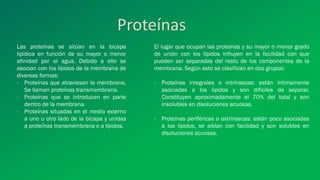 Las proteínas se sitúan en la bicapa
lipídica en función de su mayor o menor
afinidad por el agua. Debido a ello se
asocian con los lípidos de la membrana de
diversas formas:
- Proteínas que atraviesan la membrana.
Se llaman proteínas transmembrana.
- Proteínas que se introducen en parte
dentro de la membrana.
- Proteínas situadas en el medio externo
a uno u otro lado de la bicapa y unidas
a proteínas transmembrana o a lípidos.
El lugar que ocupan las proteínas y su mayor o menor grado
de unión con los lípidos influyen en la facilidad con que
pueden ser separadas del resto de los componentes de la
membrana. Según esto se clasifican en dos grupos:
- Proteínas integrales o intrínsecas: están íntimamente
asociadas a los lípidos y son difíciles de separar.
Constituyen aproximadamente el 70% del total y son
insolubles en disoluciones acuosas.
- Proteínas periféricas o extrínsecas: están poco asociadas
a los lípidos, se aíslan con facilidad y son solubles en
disoluciones acuosas.
Proteínas
 