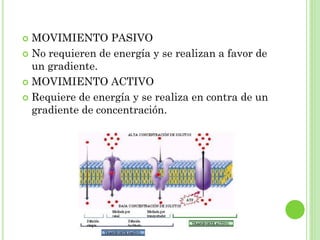  MOVIMIENTO PASIVO
 No requieren de energía y se realizan a favor de
un gradiente.
 MOVIMIENTO ACTIVO
 Requiere de energía y se realiza en contra de un
gradiente de concentración.
 