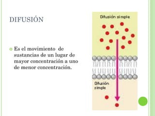 DIFUSIÓN
 Es el movimiento de
sustancias de un lugar de
mayor concentración a uno
de menor concentración.
 
