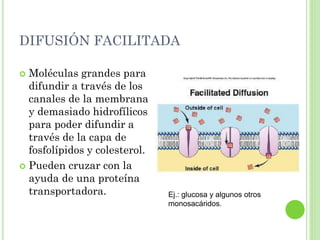DIFUSIÓN FACILITADA
 Moléculas grandes para
difundir a través de los
canales de la membrana
y demasiado hidrofílicos
para poder difundir a
través de la capa de
fosfolípidos y colesterol.
 Pueden cruzar con la
ayuda de una proteína
transportadora. Ej.: glucosa y algunos otros
monosacáridos.
 