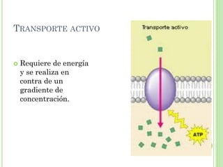 TRANSPORTE ACTIVO
 Requiere de energía
y se realiza en
contra de un
gradiente de
concentración.
 