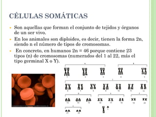 CÉLULAS SOMÁTICAS
 Son aquellas que forman el conjunto de tejidos y órganos
de un ser vivo.
 En los animales son diploides, es decir, tienen la forma 2n,
siendo n el número de tipos de cromosomas.
 En concreto, en humanos 2n = 46 porque contiene 23
tipos (n) de cromosomas (numerados del 1 al 22, más el
tipo germinal X o Y).
 