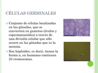 CÉLULAS GERMINALES
 Conjunto de células localizadas
en las gónadas, que se
convierten en gametos (óvulos y
espermatozoides) a través de
una división celular que sólo
ocurre en las gónadas que es la
meiosis.
 Son haploides, es decir, tienen la
forma n, en humanos contienen
23 cromosomas.
 
