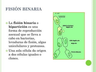 FISIÓN BINARIA
 La fisión binaria o
bipartición es una
forma de reproducción
asexual que se lleva a
cabo en bacterias,
levaduras de fisión, algas
unicelulares y protozoos.
 Una sola célula da origen
a dos células iguales o
clones.
 
