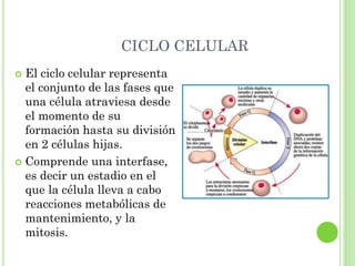 CICLO CELULAR
 El ciclo celular representa
el conjunto de las fases que
una célula atraviesa desde
el momento de su
formación hasta su división
en 2 células hijas.
 Comprende una interfase,
es decir un estadio en el
que la célula lleva a cabo
reacciones metabólicas de
mantenimiento, y la
mitosis.
 