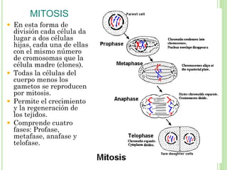  En esta forma de
división cada célula da
lugar a dos células
hijas, cada una de ellas
con el mismo número
de cromosomas que la
célula madre (clones).
 Todas la células del
cuerpo menos los
gametos se reproducen
por mitosis.
 Permite el crecimiento
y la regeneración de
los tejidos.
 Comprende cuatro
fases: Profase,
metafase, anafase y
telofase.
MITOSIS
 