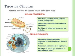 TIPOS DE CÉLULAS
Podemos encontrar dos tipos de células en los seres vivos:
CÉLULA PROCARIOTA
•El material genético ADN o ARN está
libre en el citoplasma.
•Sólo posee unos orgánulos llamados
ribosomas.
•Es el tipo de célula que presentan las
bacterias
•El material genético ADN está
encerrado en una membrana y forma el
núcleo.
•Poseen un gran número de orgánulos.
•Es el tipo de célula que presentan el
resto de seres vivos.
CÉLULA EUCARIOTA
 