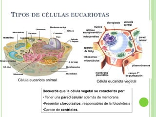 TIPOS DE CÉLULAS EUCARIOTAS
Célula eucariota animal Célula eucariota vegetal
Recuerda que la célula vegetal se caracteriza por:
• Tener una pared celular además de membrana
•Presentar cloroplastos, responsables de la fotosíntesis
•Carece de centriolos.
 