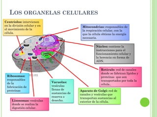 LOS ORGANELAS CELULARES
Núcleo: contiene la
instrucciones para el
funcionamiento celular y
la herencia en forma de
ADN.
Mitocondrias: responsables de
la respiración celular, con la
que la célula obtiene la energía
necesaria.
Retículo: red de canales
donde se fabrican lípidos y
proteínas que son
transportados por toda la
célula..
Aparato de Golgi: red de
canales y vesículas que
transportan sustancias al
exterior de la célula.
Vacuolas:
vesículas
llenas de
sustancias de
reserva o
desecho.Lisosomas: vesículas
donde se realiza la
digestión celular.
Ribosomas:
responsables
de la
fabricación de
proteínas
Centriolos: intervienen
en la división celular y en
el movimiento de la
célula.
 