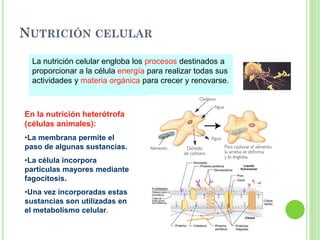 NUTRICIÓN CELULAR
La nutrición celular engloba los procesos destinados a
proporcionar a la célula energía para realizar todas sus
actividades y materia orgánica para crecer y renovarse.
En la nutrición heterótrofa
(células animales):
•La membrana permite el
paso de algunas sustancias.
•La célula incorpora
partículas mayores mediante
fagocitosis.
•Una vez incorporadas estas
sustancias son utilizadas en
el metabolismo celular.
 