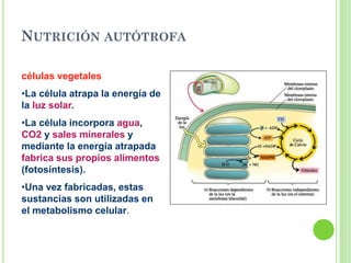 NUTRICIÓN AUTÓTROFA
células vegetales
•La célula atrapa la energía de
la luz solar.
•La célula incorpora agua,
CO2 y sales minerales y
mediante la energía atrapada
fabrica sus propios alimentos
(fotosíntesis).
•Una vez fabricadas, estas
sustancias son utilizadas en
el metabolismo celular.
 