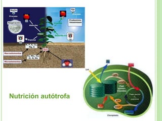 Nutrición autótrofa
 