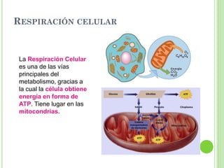 RESPIRACIÓN CELULAR
La Respiración Celular
es una de las vías
principales del
metabolismo, gracias a
la cual la célula obtiene
energía en forma de
ATP. Tiene lugar en las
mitocondrias.
 