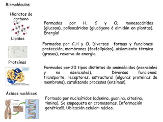 Biomoléculas

  Hidratos de
    carbono
                   Formados       por    H,    C    y   O;    monosacáridos
                   (glucosa), polisacáridos (glucógeno ó almidón en plantas).
                   Energía!
  Lípidos
                   Formados por C,H y O. Diversas formas y funciones:
                   protección, membranas (fosfolípidos), aislamiento térmico
                   (grasas), reserva de energía.

 Proteínas
                   Formadas por 20 tipos distintos de aminoácidos (esenciales
                   y     no     esenciales).         Diversas      funciones:
                   transporte, receptores, estructural (algunas proteínas de
                   membrana), catalizando procesos (enzimas).

Ácidos nucléicos
                    Formado por nucleótidos (adenina, guanina, citosina,
                    timina). Se empaqueta en cromosomas. Información
                    genética!!!. Ubicación celular: núcleo.
 
