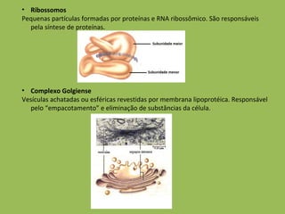 Ribossomos Pequenas partículas formadas por proteínas e RNA ribossômico. São responsáveis pela síntese de proteínas. Complexo Golgiense Vesículas achatadas ou esféricas revestidas por membrana lipoprotéica. Responsável pelo “empacotamento” e eliminação de substâncias da célula.  