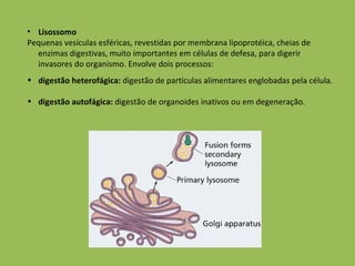 Lisossomo Pequenas vesículas esféricas, revestidas por membrana lipoprotéica, cheias de enzimas digestivas, muito importantes em células de defesa, para digerir invasores do organismo. Envolve dois processos: digestão heterofágica:  digestão de partículas alimentares englobadas pela célula. digestão autofágica:  digestão de organoides inativos ou em degeneração. 