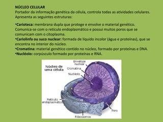 NÚCLEO CELULAR Portador da informação genética da célula, controla todas as atividades celulares. Apresenta as seguintes estruturas: Carioteca:  membrana dupla que protege e envolve o material genético. Comunica-se com o retículo endoplasmático e possui muitos poros que se comunicam com o citoplasma.  Cariolinfa ou suco nuclear:  formada de líquido incolor (água e proteínas), que se encontra no interior do núcleo. Cromatina:  material genético contido no núcleo, formado por proteínas e DNA. Nucléolo:  corpúsculo formado por proteínas e RNA. 