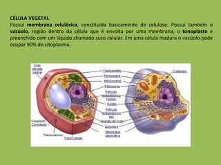 CÉLULA VEGETAL Possui  membrana celulósica , constituída basicamente de celulose. Possui também o  vacúolo , região dentro da célula que é envolta por uma membrana, o  tonoplasto  e preenchido com um líquido chamado suco celular. Em uma célula madura o vacúolo pode ocupar 90% do citoplasma.  