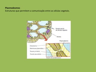 Plasmodesmos Estruturas que permitem a comunicação entre as células vegetais.  