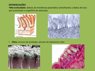 DIFERENCIAÇÕES Microvilosidade:  dobras da membrana plasmática semelhantes a dedos de luva que aumentam a superfície de absorção.  Cílios:  servem de proteção, através do batimento ciliar. 