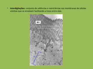 Interdigitações:  conjunto de saliências e reentrâncias nas membranas de células vizinhas que se encaixam facilitando a troca entre elas. 