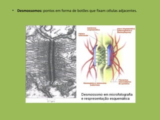 Desmossomos:  pontos em forma de botões que fixam células adjacentes. 