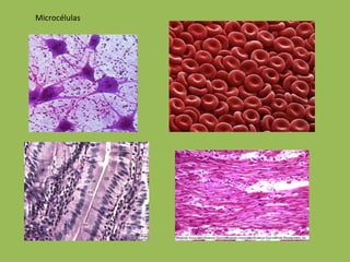 Microcélulas 
