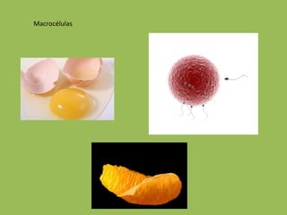 Macrocélulas 