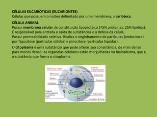 CÉLULAS EUCARIÓTICAS (EUCARIONTES) Células que possuem o núcleo delimitado por uma membrana, a  carioteca .  CÉLULA ANIMAL Possui  membrana celular  de constituição lipoprotéica (75% proteínas, 25% lipídios). É responsável pela entrada e saída de substâncias e a defesa da célula. Possui permeabilidade seletiva. Realiza o englobamento de partículas (endocitose) por fagocitose (partículas sólidas) e pinocitose (partículas líquidas). O  citoplasma  é uma substância que pode alterar sua consistência, de mais denso para menos denso. As organelas celulares estão mergulhadas no hialoplasma, que é a substância que forma o citoplasma.  