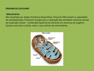 ORGANELAS CELULARES Mitocôndrias São revestidas por dupla membrana lipoprotéica. Possuem DNA próprio e capacidade de autoduplicação. Produzem energia para a realização das atividades celulares através da respiração celular – combustão (queima) do alimento em presença de oxigênio. Quanto mais ativa a célula, maior o seu número de mitocôndrias. 