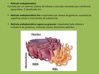 Retículo endoplasmático Formado por um extenso sistema de túbulos e vesículas revestidas por membrana lipoprotéica. É classificado em: Retículo endoplasmático liso:  responsável por síntese de gorduras, aumento da superfície celular e intercâmbio de substâncias. Retículo endoplasmático rugoso ou granular:  responsável pela síntese e transporte de proteínas, contendo muitos ribossomos aderidos.  