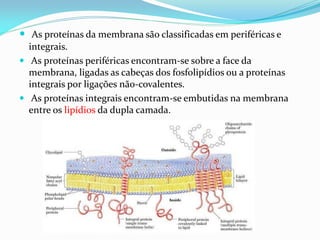  As proteínas da membrana são classificadas em periféricas e
  integrais.
 As proteínas periféricas encontram-se sobre a face da
  membrana, ligadas as cabeças dos fosfolipídios ou a proteínas
  integrais por ligações não-covalentes.
 As proteínas integrais encontram-se embutidas na membrana
  entre os lipídios da dupla camada.
 