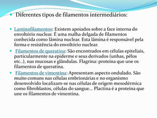  Diferentes tipos de filamentos intermediários:

 Laminofilamentos: Existem apoiados sobre a face interna do
  envoltório nuclear. É uma malha delgada de filamentos
  conhecida como lâmina nuclear. Esta lâmina é responsável pela
  forma e resistência do envoltório nuclear.
 Filamentos de queratina: São encontrados em células epiteliais,
  particularmente na epiderme e seus derivados (unhas, pêlos
  etc..), nas mucosas e glândulas. Flagrina: proteína que une os
  filamentos de queratina.
 Filamentos de vimentina: Apresentam aspecto ondulado. São
  muito comuns nas células embrionárias e no organismo
  desenvolvido localizam-se nas células de origem mesodérmica
  como fibroblastos, células do sangue... Plactina é a proteína que
  une os filamentos de vimentina.
 