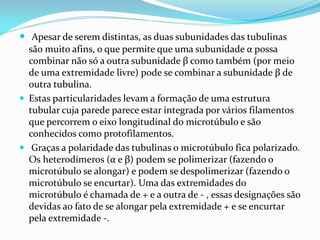  Apesar de serem distintas, as duas subunidades das tubulinas
  são muito afins, o que permite que uma subunidade α possa
  combinar não só a outra subunidade β como também (por meio
  de uma extremidade livre) pode se combinar a subunidade β de
  outra tubulina.
 Estas particularidades levam a formação de uma estrutura
  tubular cuja parede parece estar integrada por vários filamentos
  que percorrem o eixo longitudinal do microtúbulo e são
  conhecidos como protofilamentos.
 Graças a polaridade das tubulinas o microtúbulo fica polarizado.
  Os heterodímeros (α e β) podem se polimerizar (fazendo o
  microtúbulo se alongar) e podem se despolimerizar (fazendo o
  microtúbulo se encurtar). Uma das extremidades do
  microtúbulo é chamada de + e a outra de - , essas designações são
  devidas ao fato de se alongar pela extremidade + e se encurtar
  pela extremidade -.
 