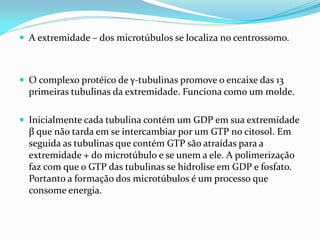  A extremidade – dos microtúbulos se localiza no centrossomo.



 O complexo protéico de γ-tubulinas promove o encaixe das 13
  primeiras tubulinas da extremidade. Funciona como um molde.

 Inicialmente cada tubulina contém um GDP em sua extremidade
  β que não tarda em se intercambiar por um GTP no citosol. Em
  seguida as tubulinas que contém GTP são atraídas para a
  extremidade + do microtúbulo e se unem a ele. A polimerização
  faz com que o GTP das tubulinas se hidrolise em GDP e fosfato.
  Portanto a formação dos microtúbulos é um processo que
  consome energia.
 