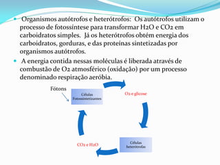  Organismos autótrofos e heterótrofos: Os autótrofos utilizam o
  processo de fotossíntese para transformar H2O e CO2 em
  carboidratos simples. Já os heterótrofos obtém energia dos
  carboidratos, gorduras, e das proteínas sintetizadas por
  organismos autótrofos.
 A energia contida nessas moléculas é liberada através de
  combustão de O2 atmosférico (oxidação) por um processo
  denominado respiração aeróbia.
            Fótons
                          Células         O2 e glicose
                     Fotossintetizantes




                                            Células
                       CO2 e H2O          heterótrofas
 