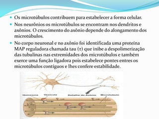  Os microtúbulos contribuem para estabelecer a forma celular.
 Nos neurônios os microtúbulos se encontram nos dendritos e
  axônios. O crescimento do axônio depende do alongamento dos
  microtúbulos.
 No corpo neuronal e no axônio foi identificada uma proteína
  MAP reguladora chamada tau (τ) que inibe a despolimerização
  das tubulinas nas extremidades dos microtúbulos e também
  exerce uma função ligadora pois estabelece pontes entres os
  microtúbulos contíguos e lhes confere estabilidade.
 