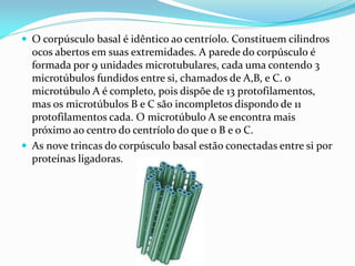  O corpúsculo basal é idêntico ao centríolo. Constituem cilindros
  ocos abertos em suas extremidades. A parede do corpúsculo é
  formada por 9 unidades microtubulares, cada uma contendo 3
  microtúbulos fundidos entre si, chamados de A,B, e C. o
  microtúbulo A é completo, pois dispõe de 13 protofilamentos,
  mas os microtúbulos B e C são incompletos dispondo de 11
  protofilamentos cada. O microtúbulo A se encontra mais
  próximo ao centro do centríolo do que o B e o C.
 As nove trincas do corpúsculo basal estão conectadas entre si por
  proteínas ligadoras.
 