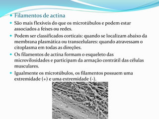  Filamentos de actina
 São mais flexíveis do que os microtúbulos e podem estar
  associados a feixes ou redes.
 Podem ser classificados corticais: quando se localizam abaixo da
  membrana plasmática ou transcelulares: quando atravessam o
  citoplasma em todas as direções.
 Os filamentos de actina formam o esqueleto das
  microvilosidades e participam da armação contrátil das células
  musculares.
 Igualmente os microtúbulos, os filamentos possuem uma
  extremidade (+) e uma extremidade (-).
 