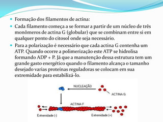  Formação dos filamentos de actina:
 Cada filamento começa a se formar a partir de um núcleo de três
  monômeros de actina G (globular) que se combinam entre si em
  qualquer ponto do citosol onde seja necessário.
 Para a polarização é necessário que cada actina G contenha um
  ATP. Quando ocorre a polimerização este ATP se hidrolisa
  formando ADP + P. Já que a manutenção dessa estrutura tem um
  grande gasto energético quando o filamento alcança o tamanho
  desejado varias proteínas reguladoras se colocam em sua
  extremidade para estabilizá-lo.
 