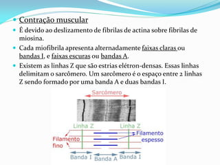  Contração muscular
 É devido ao deslizamento de fibrilas de actina sobre fibrilas de
  miosina.
 Cada miofibrila apresenta alternadamente faixas claras ou
  bandas I, e faixas escuras ou bandas A.
 Existem as linhas Z que são estrias elétron-densas. Essas linhas
  delimitam o sarcômero. Um sarcômero é o espaço entre 2 linhas
  Z sendo formado por uma banda A e duas bandas I.
 