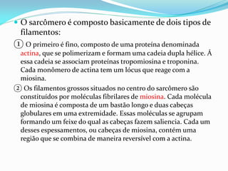 O sarcômero é composto basicamente de dois tipos de
 filamentos:
① O primeiro é fino, composto de uma proteína denominada
 actina, que se polimerizam e formam uma cadeia dupla hélice. Á
 essa cadeia se associam proteínas tropomiosina e troponina.
 Cada monômero de actina tem um lócus que reage com a
 miosina.
② Os filamentos grossos situados no centro do sarcômero são
 constituídos por moléculas fibrilares de miosina. Cada molécula
 de miosina é composta de um bastão longo e duas cabeças
 globulares em uma extremidade. Essas moléculas se agrupam
 formando um feixe do qual as cabeças fazem saliencia. Cada um
 desses espessamentos, ou cabeças de miosina, contém uma
 região que se combina de maneira reversível com a actina.
 
